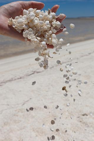 046 Shark Bay, shell beach.jpg